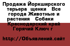 Продажа Йоркширского терьера, щенки - Все города Животные и растения » Собаки   . Краснодарский край,Горячий Ключ г.